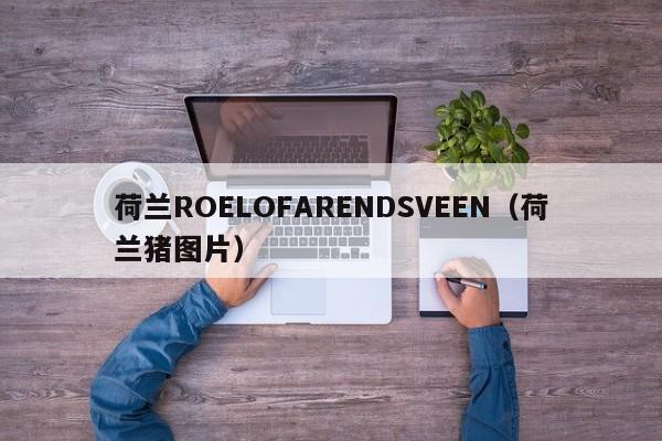 荷兰ROELOFARENDSVEEN（荷兰猪图片）